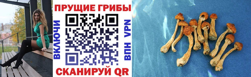 hydra tor  Порхов  Псилоцибиновые грибы Psilocybe  наркота 